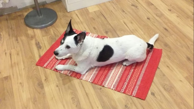 Cane investito e ucciso sulle strisce pedonali da un’auto pirata