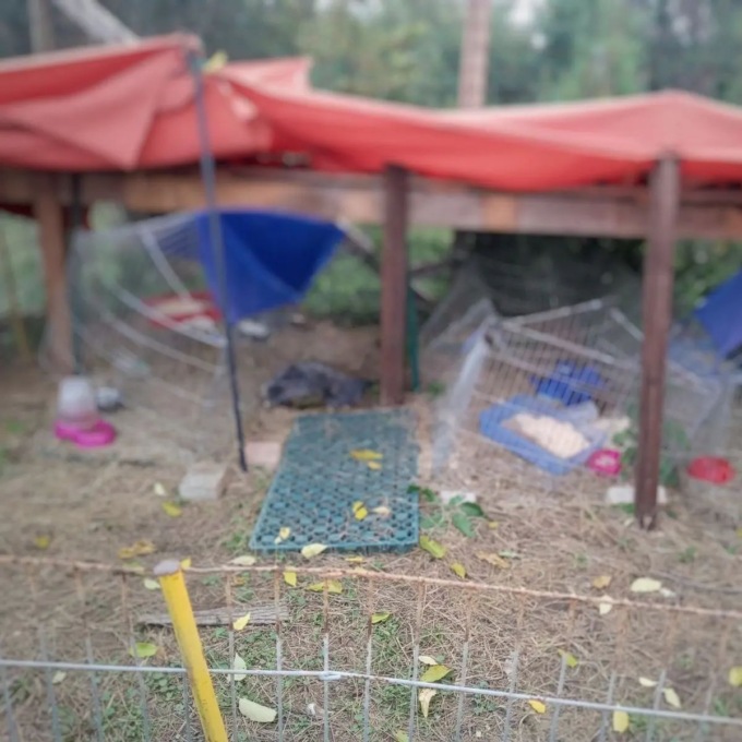 Coniglietti uccisi a calci nel rifugio degli animali