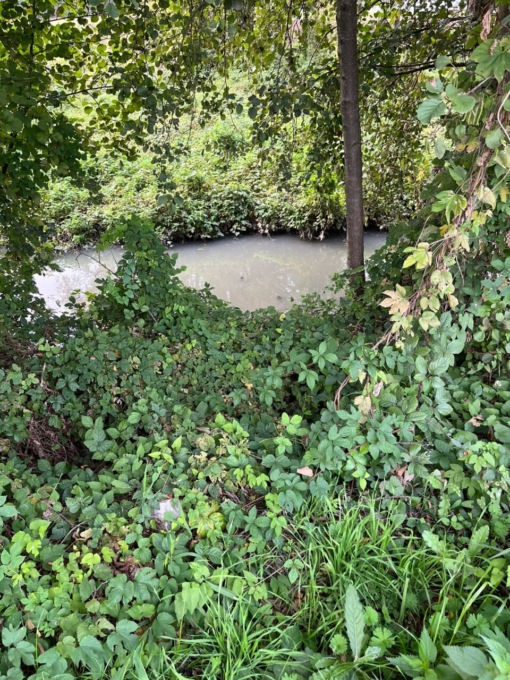 Sversamento di liquami nel Molgora