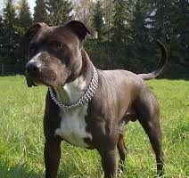 Bimbo azzannato da un cane