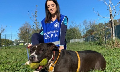 Canile in emergenza: cani troppo aggressivi