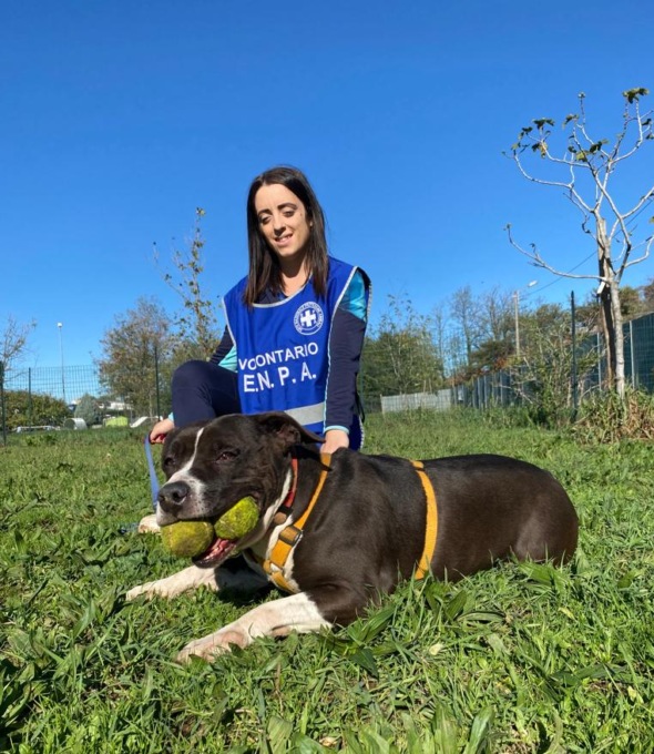 Canile in emergenza: cani troppo aggressivi