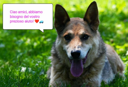 Appello: cercasi una macchina per il canile di Merate