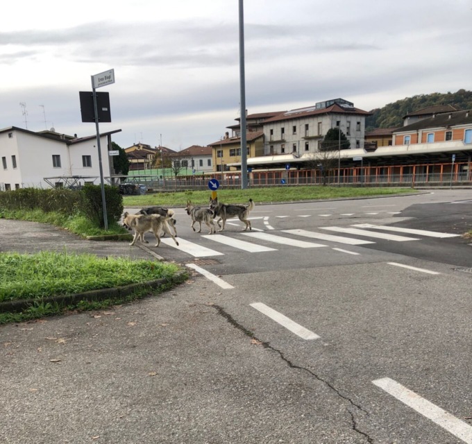 Quattro lupi cecoslovacchi liberi a Olgiate Molgora