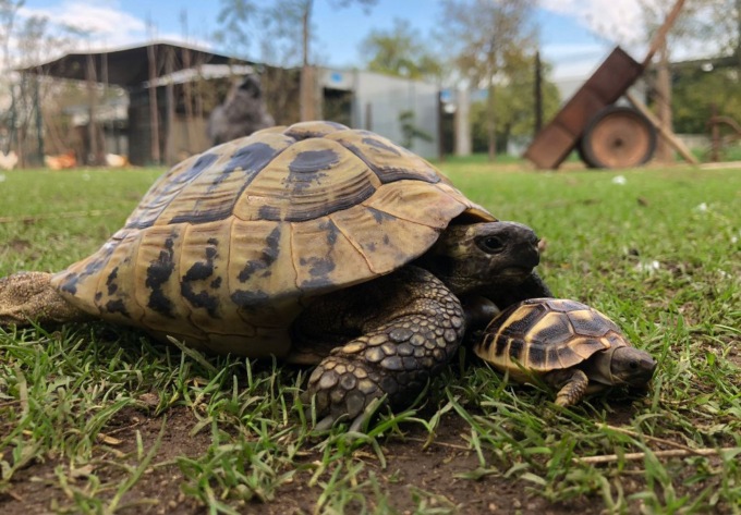 Nate due tartarughe in autunno