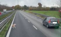 Cagnolino salvato da un camionista lungo la Superstrada IL VIDEO