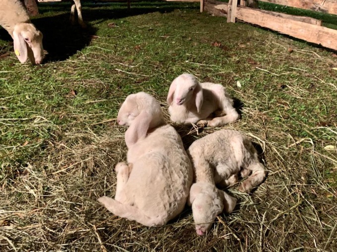 figuranti presepe vivente