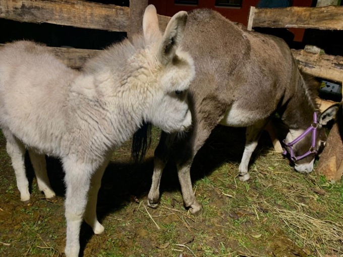 figuranti presepe vivente