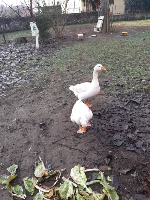 Oca decapitata a Monticello, sgozzata anche un’anatra