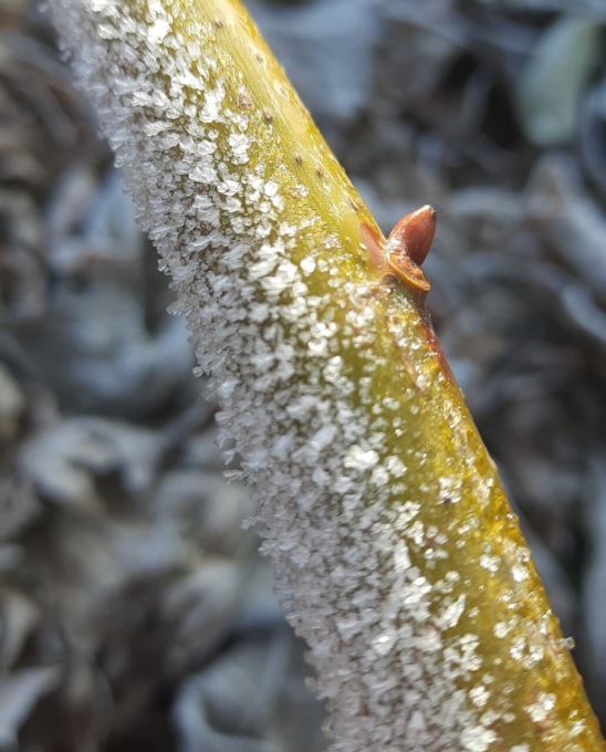 I giorni della Merla sono arrivati con un clima rigido