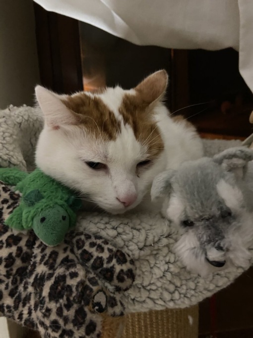 Gatto smarrito a Verderio, lo cercano i proprietari