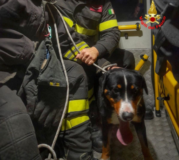 Cane soccorso nella notte dai Vigili del Fuoco