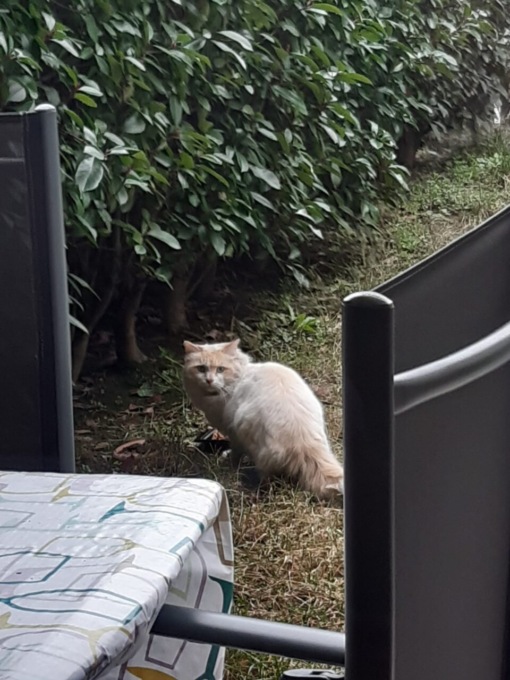 Gatto spaventato si aggira per le case: si cerca il proprietario