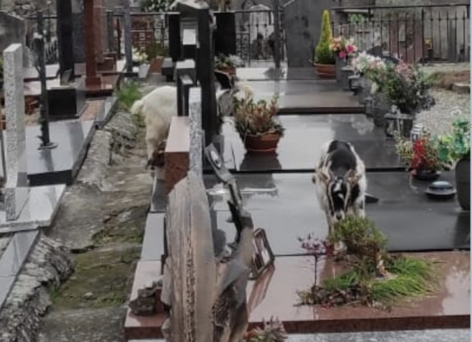 Capre al cimitero brucano fiori del caro estinto: allertati Carabinieri e Ats