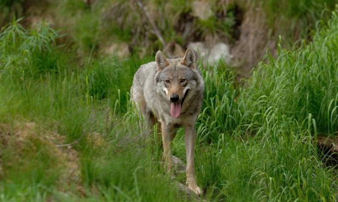 Lupi lungo l’Adda, sbranato un daino