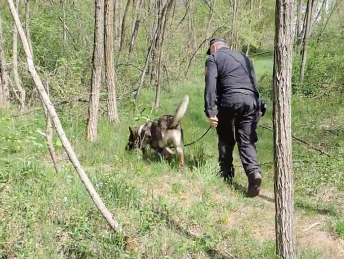 Operazione antidroga, a setaccio i boschi della zona
