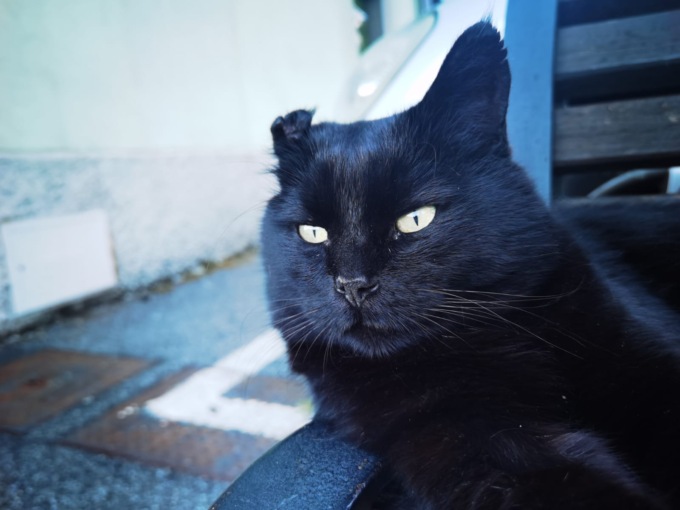 E’ morto Nerone, il gatto mascotte di Brivio