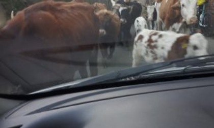 Attimi di paura, in auto circondata da 240 mucche