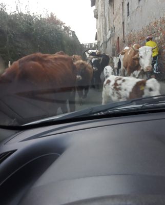 Attimi di paura, in auto circondata da 240 mucche