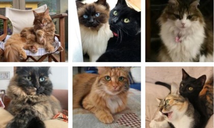 Festa del gatto 2023, ecco le foto dei nostri lettori