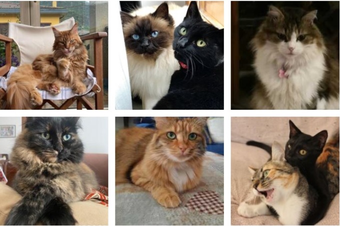 Festa del gatto 2023, ecco le foto dei nostri lettori