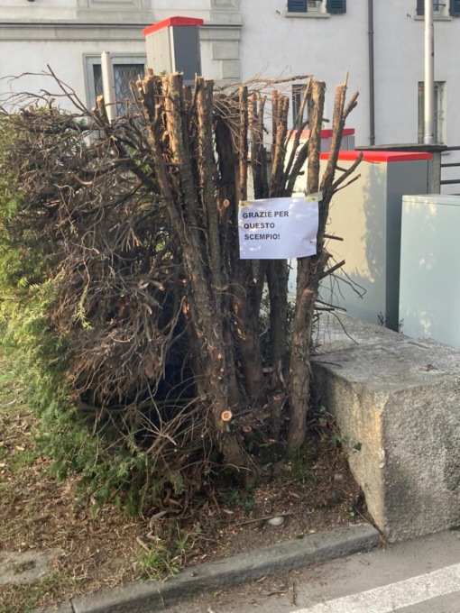 Abbattimento degli alberi: la minoranza interroga