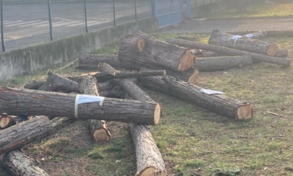 "La Vittoria del Parco" replica alle accuse di Upai sull'abbattimento degli alberi