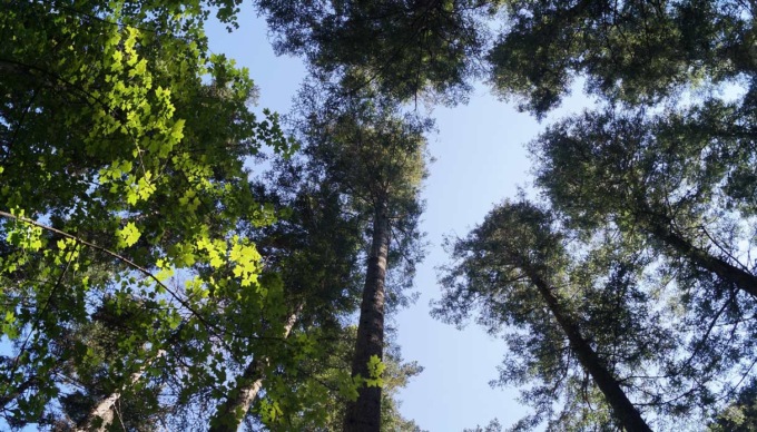 Manutenzione e pulizia del verde ad Airuno