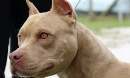 Cane aggredisce improvvisamente un uomo, gravi le ferite riportate