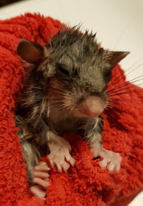 Pensionato salva un piccolo ghiro in letargo