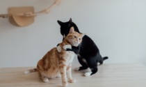 Festa del gatto 2023: mandateci via Whatsapp le foto dei vostri amici felini!