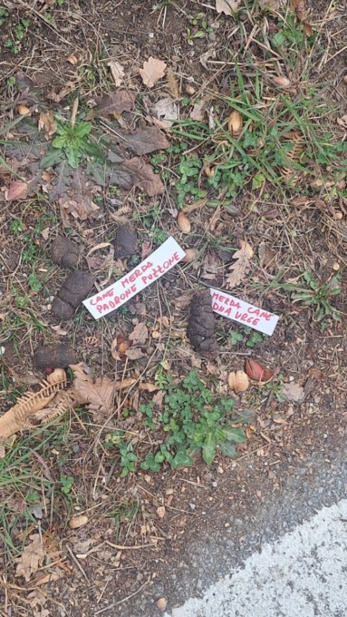 Censimento … con insulti degli escrementi dei cani