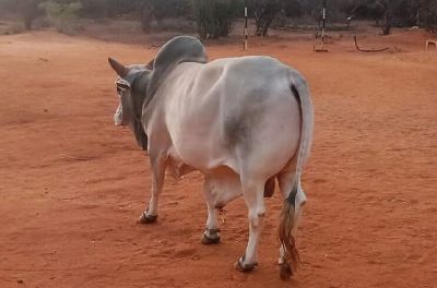 Dal Mandic al Kenya: toro salvato dal Progetto Sololo