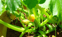 Da oggi in regalo col Giornale di Merate i semi di zucchina bianca