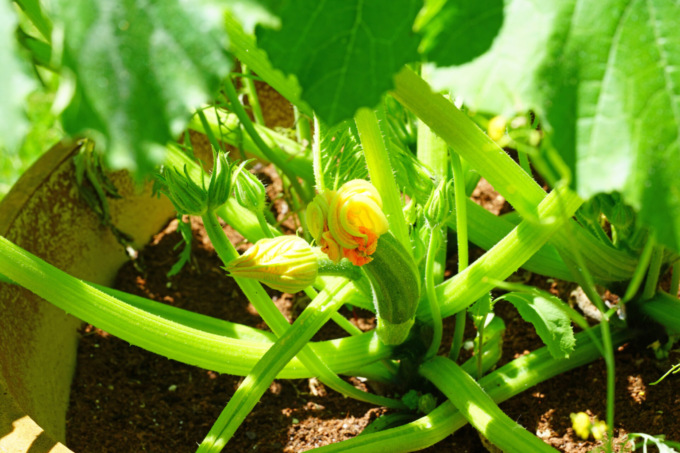 Da oggi in regalo col Giornale di Merate i semi di zucchina bianca
