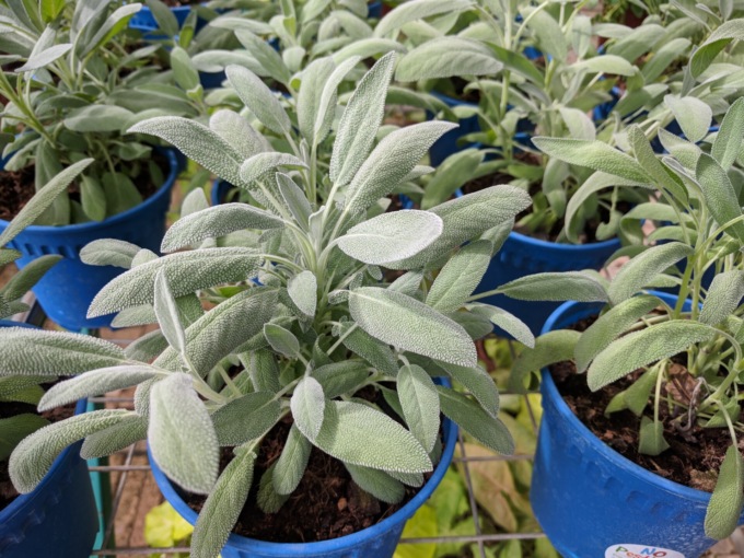 Salvia: pianta aromatica forte e “sana”