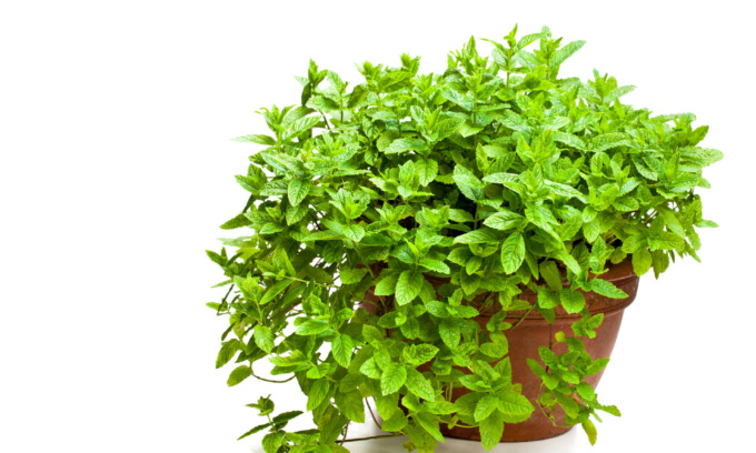 Da domani  in regalo col Giornale di Merate i semi di menta