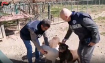 I Carabinieri chiudono un asilo per cani irregolare