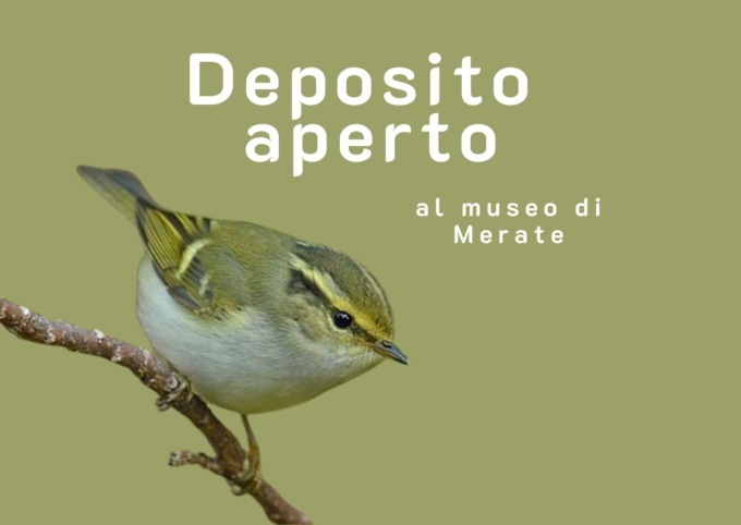 Progetto “Deposito Aperto” al museo di Merate