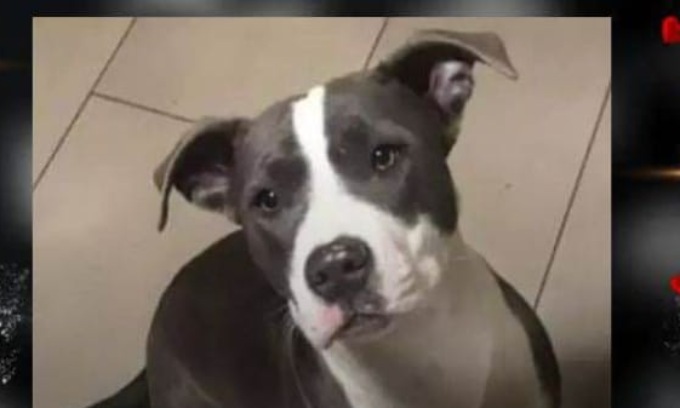 “Giustizia per Anouk”, uccisa a coltellate