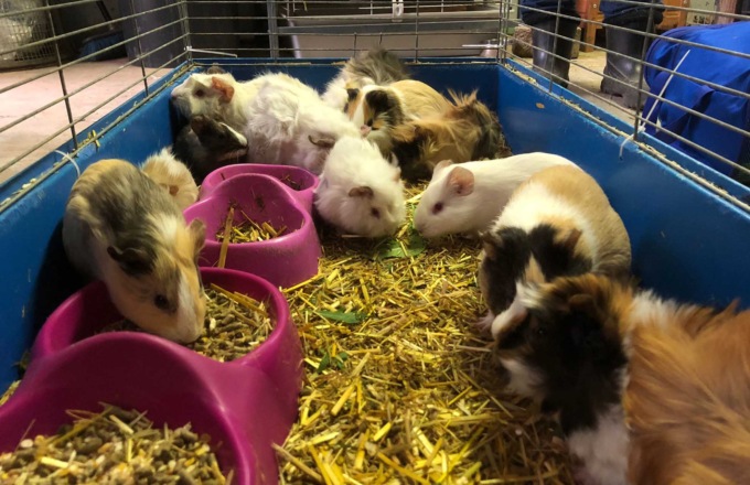 Ritorna da un viaggio e si trova 17 cavie in casa