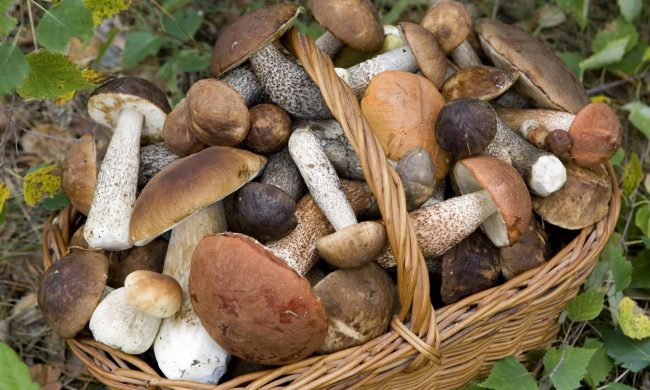 Andate per funghi? Fateli controllare ai micologi di Ats