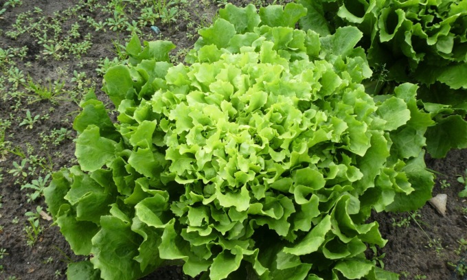 In regalo col Giornale di Merate l’indivia scarola verde