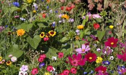 Da oggi col Giornale di Merate dei bellissimi fiori per api