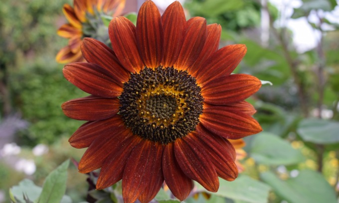 Girasole evening sun, in regalo col Giornale di Merate