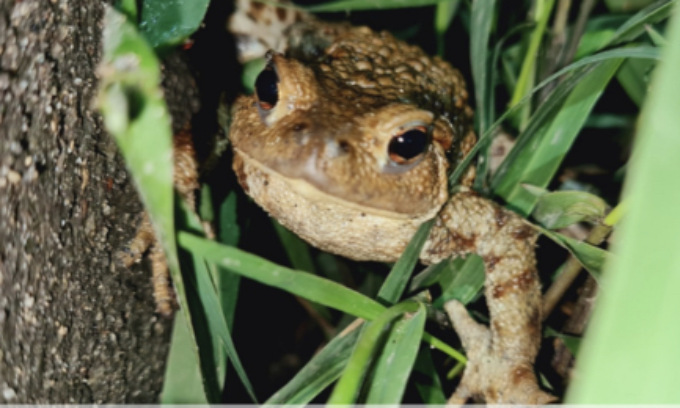 Legambiente apre la campagna per salvare i rospi