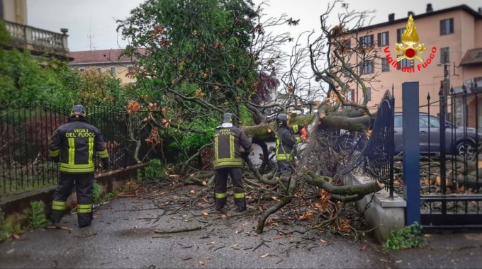 Maltempo: crolla pianta secolare