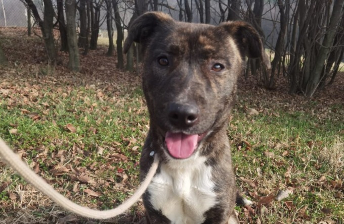 La cucciolotta Zara cerca una famiglia