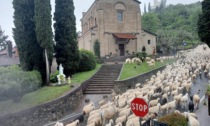 Pecore al pascolo ai piedi del Santuario