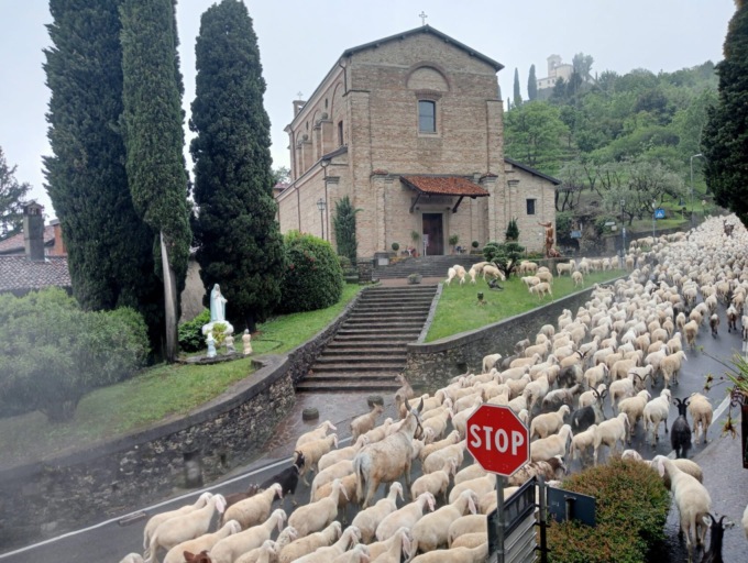 Pecore al pascolo ai piedi del Santuario
